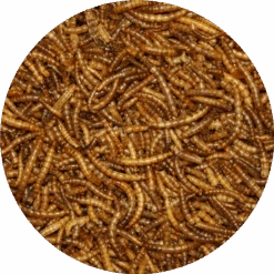 Pond Pro Pond Pro Meelwormen 2,5 Liter Emmer