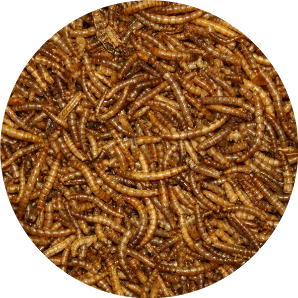 Pond Pro Pond Pro Meelwormen 2,5 Liter Emmer 3 Pond Pro Pond Pro Meelwormen 2,5 Liter Emmer