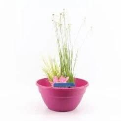 Mini Vijver Kunststof Roze - 2 Stuks